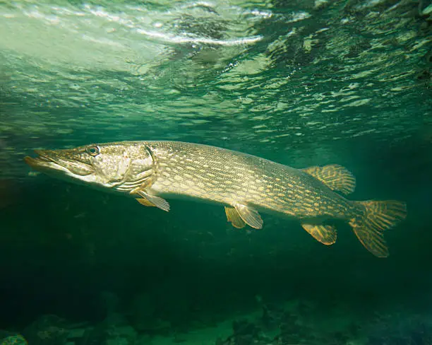 Northern pike fish