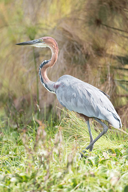 istock Goliath heron with bent neck in undergrowth 485882748