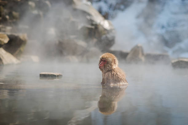 istock Japanese snow monkey in the hot spa,Japan. 485882812