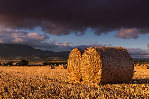 istock Round straw bales in the fields at sunset 485882986