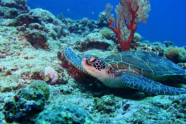 Green Sea Turtle in the break