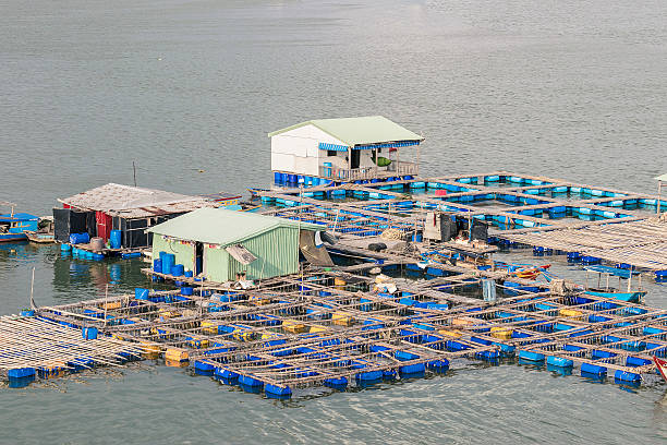 istock Raft houses and the floating cages on fresh water 485883160