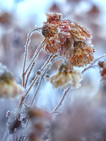 frozen chrysanthemums. frost on chrysanthemum. Group of flowers photographed at shallow depth of field