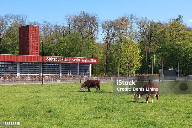 Wallisellen Jump Stock Photo - Download Image Now - April, Car, Cow