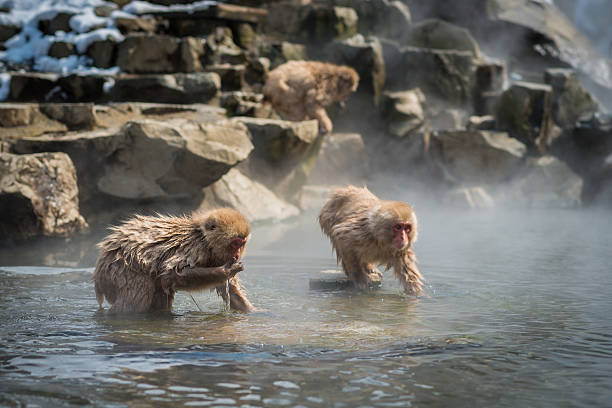 istock Japanese snow monkey in the hot spa,Japan. 485883658