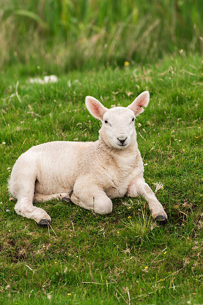 istock Lamb in Neist Point fields, isle of Skye, Scotland 485883676