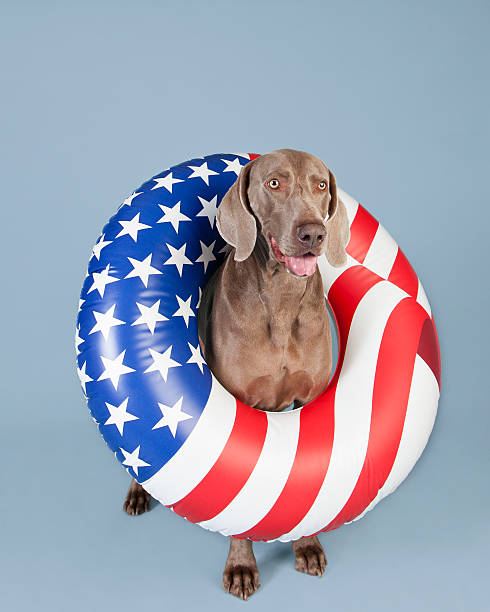 Patriotic Pooch stock photo