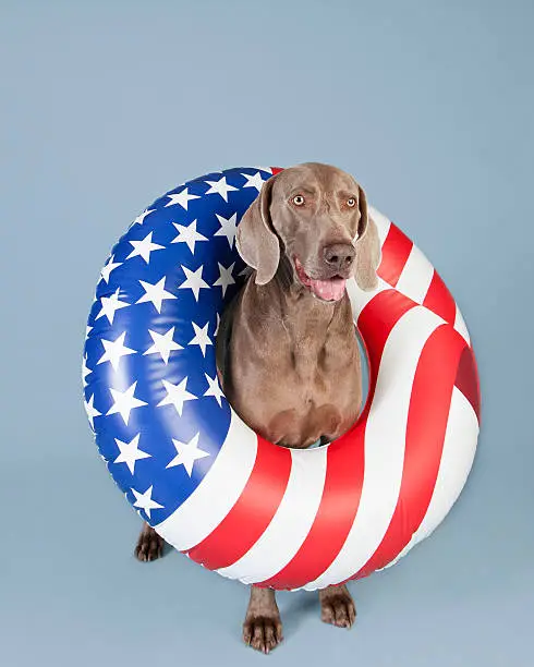 Studio shot of a happy Weimaraner dog wearing an American flag (stars and stripes) inner tube beach toy. Isolated on a blue background with copy space.