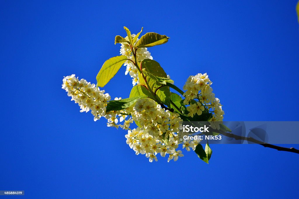 Cvetet a kind of cherry tree White flowerses of the a kind of cherry tree appear on branch in medium of the May Animal Stock Photo