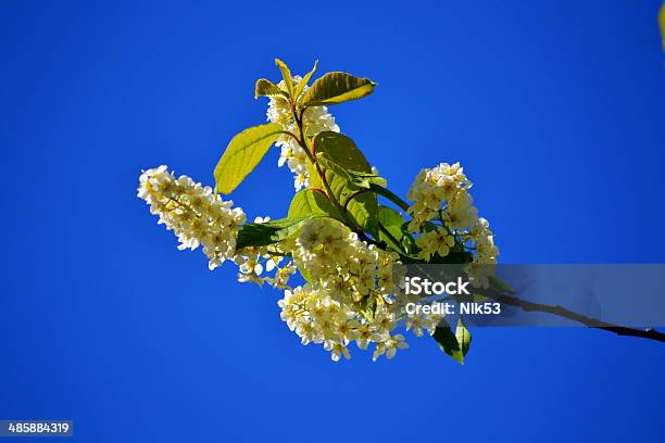 Cvetet A Kind Of Cherry Tree Stock Photo - Download Image Now - Animal, Blue, Bush