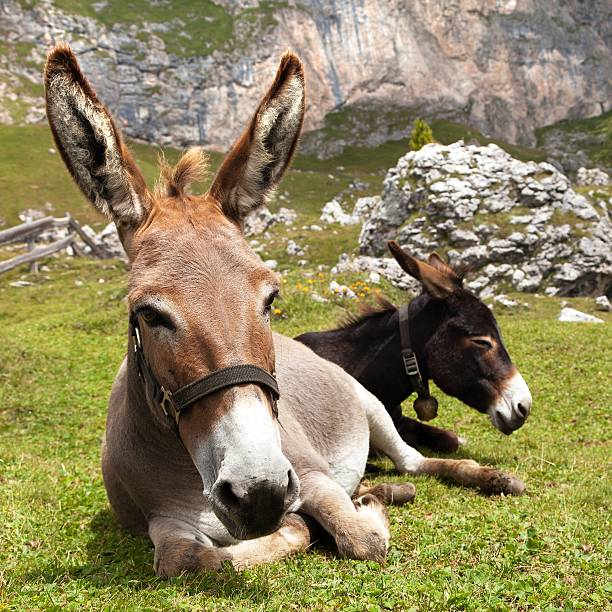 istock Group of Donkey (Equus africanus asinus) on mountain 485884990