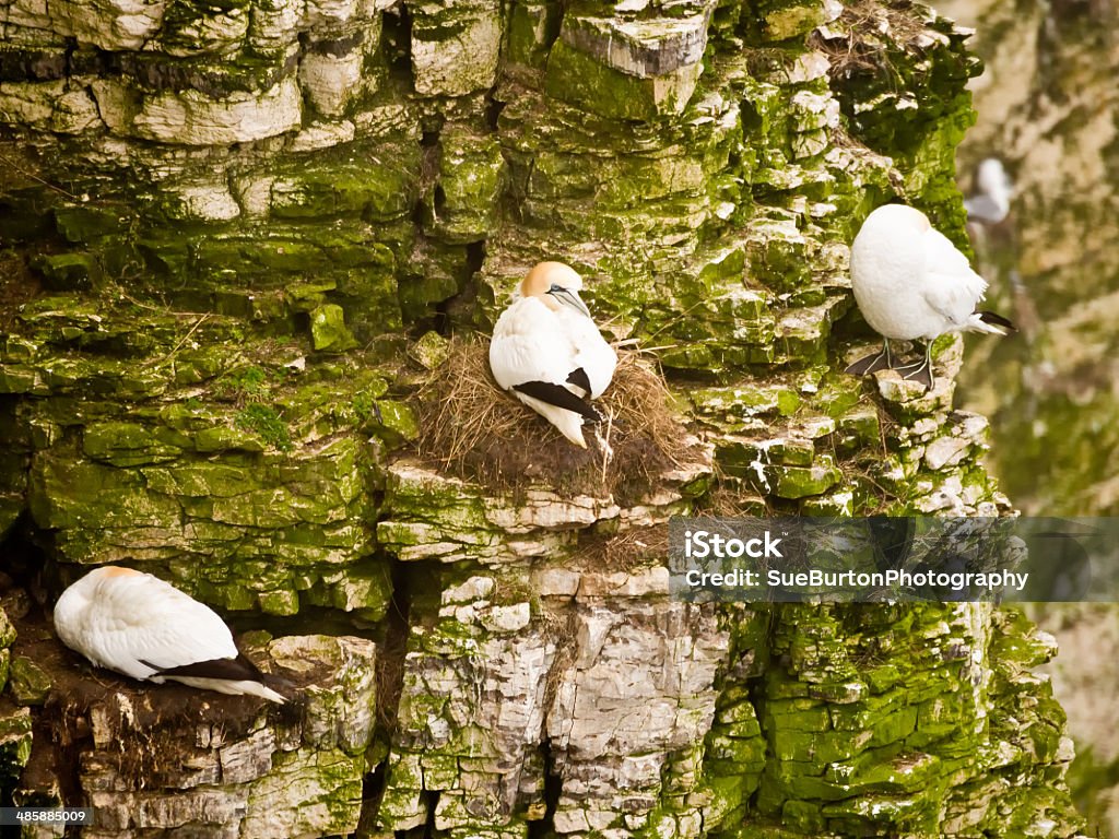 Gannets sitting on nest at Bempton Cliffs Gannets sitting on nest at Bempton Cliffs, Bridlington, North Yorkshire, UK Bird Stock Photo