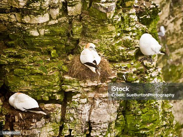 Gannets Sitting On Nest At Bempton Cliffs Stock Photo - Download Image Now - Bird, Bridlington, Gannet