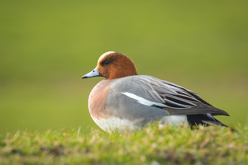 A male Eurasian wigeon resting in a green grassland.