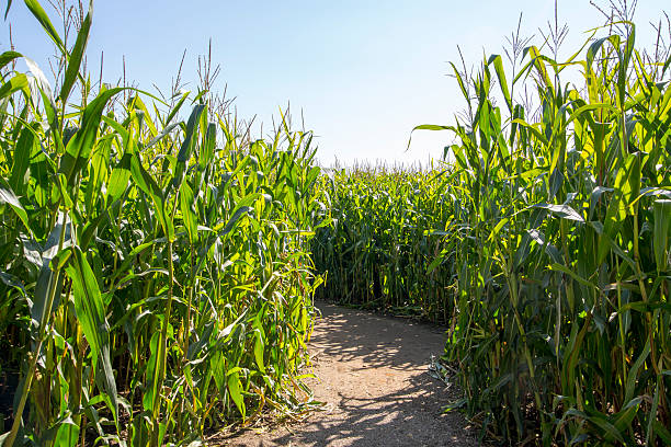 Maize Maze Maize Maze. Footpath through a maze made out of a field of maize corn corn-maze stock pictures, royalty-free photos & images