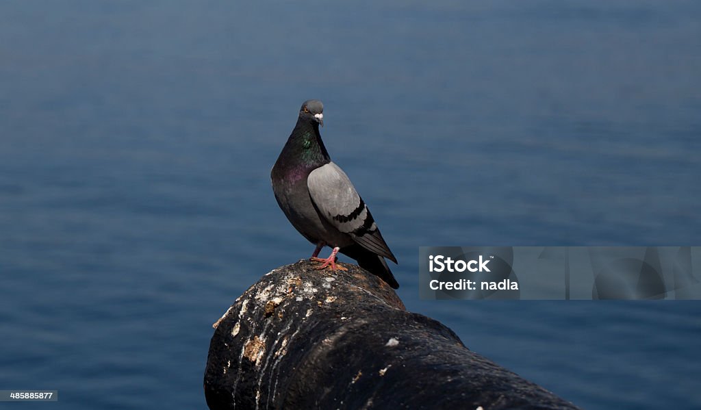 dove - Lizenzfrei Farbbild Stock-Foto