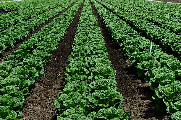istock Organic Lettuce Growing on Farm 485885973