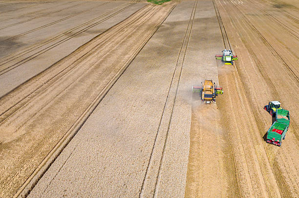 istock Combines and tractors working on the wheat field 485886012