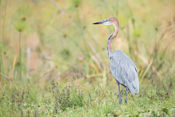 istock Goliath heron perched in undergrowth near lake 485886264