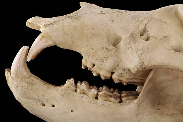 istock Bear's jaws isolated on a black background close up 485886340