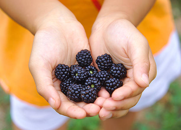 istock Close Up Of boy Holding some Freshly Picked Blackberries 485886744
