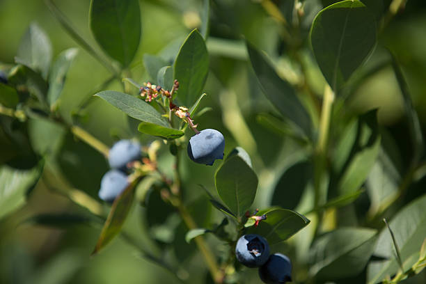istock Close Up Of A Blueberry 485887344