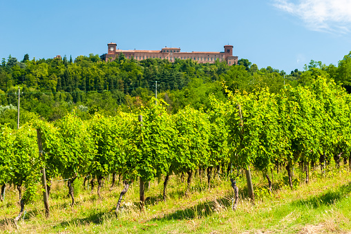 Vineyard in the hills of \