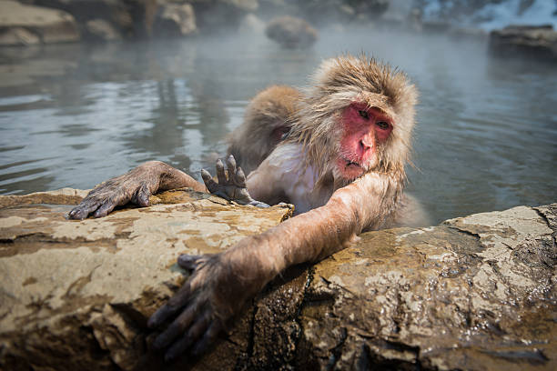 istock Japanese snow monkey in the hot spa,Japan. 485888086