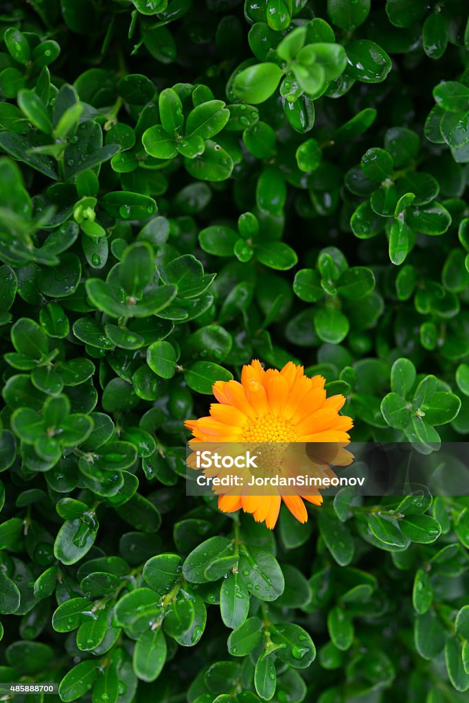 Marigold isolated on a background of green leaves One orange flower zen background 2015 Stock Photo