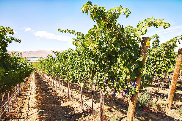 Vineyard in  autumn