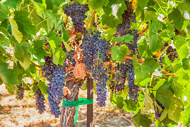 Famous old vine zinfandel grapes on the vine in a vineyard in Paso Robles California