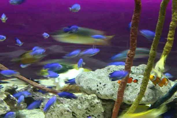 Photo of darting blue fish