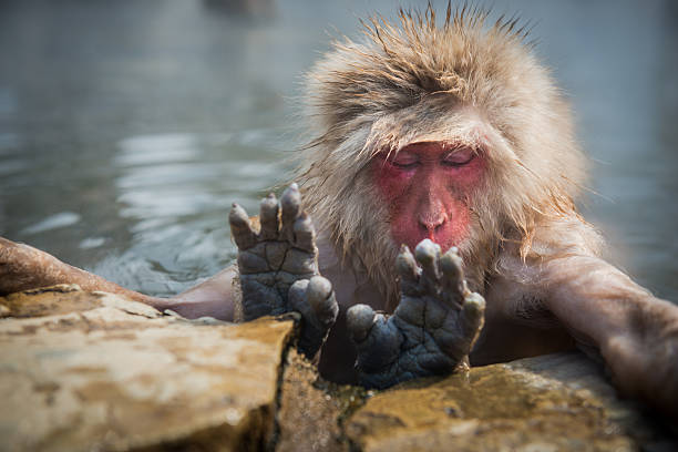 istock Japanese snow monkey in the hot spa,Japan. 485889668