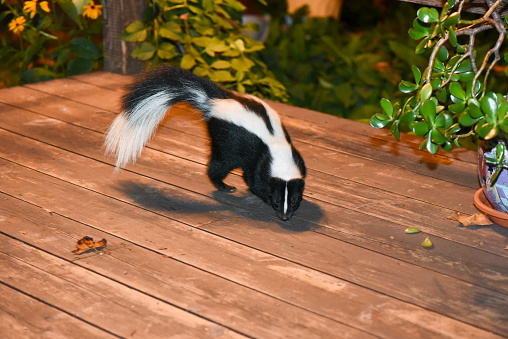 Skunk in Backyard Patio