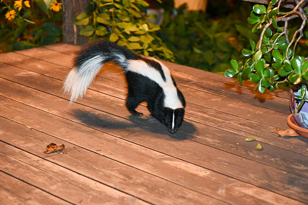 Skunk in Backyard Patio stock photo