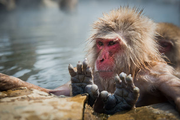 istock Japanese snow monkey in the hot spa,Japan. 485890202