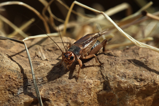 House cricket (Acheta domestica). Wild life animal.