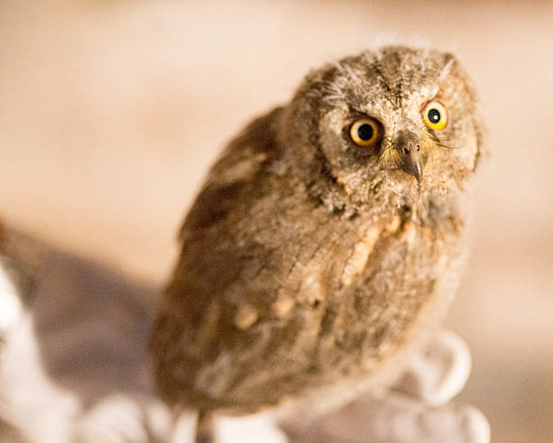 istock Owl, rescued scops owl chick 485890400