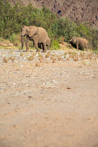 istock Elephants in the Skeleton Coast Desert 485890856