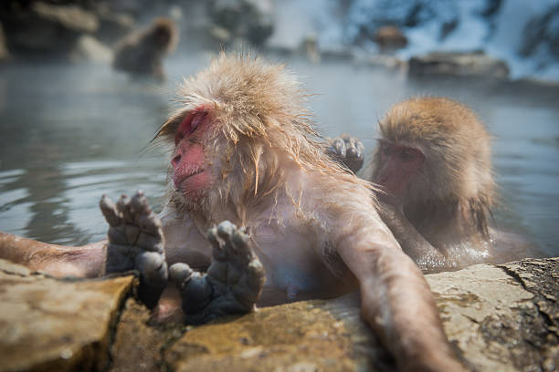istock Japanese snow monkey in the hot spa,Japan. 485890932