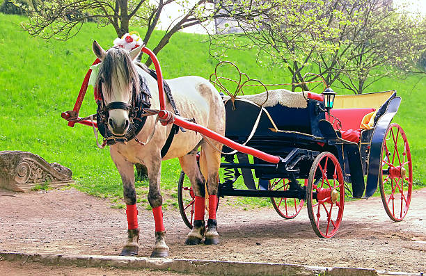 istock White Losha in a beautiful bright red sleigh 485891698