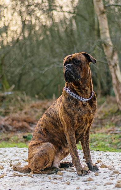 istock Douge of Bordeaux Dog 485891760