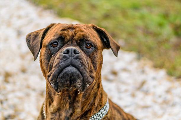 istock Douge of Bordeaux Dog 485891952