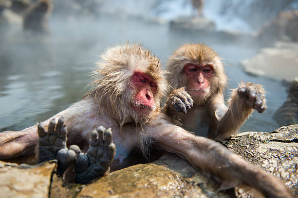 istock Japanese snow monkey in the hot spa,Japan. 485892102