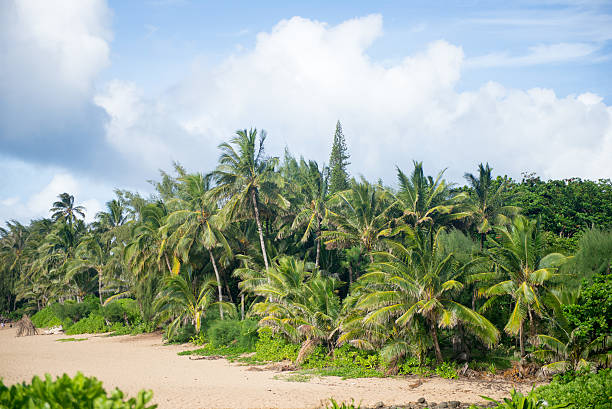 istock Palm Trees at Tunnels Beach in Kauai, Hawaii 485892618