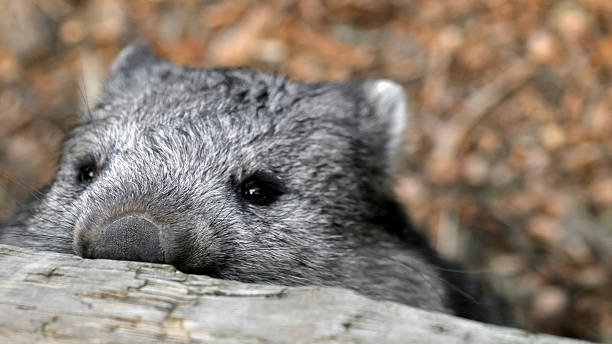 sneaky wombat blick über den zaun - wombat stock-fotos und bilder