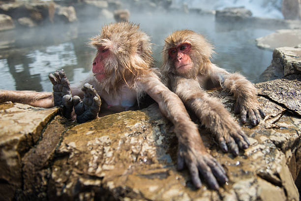 istock Japanese snow monkey in the hot spa,Japan. 485893060