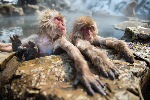 istock Japanese snow monkey in the hot spa,Japan. 485893394