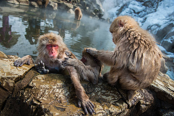 istock Japanese snow monkey in the hot spa,Japan. 485894206