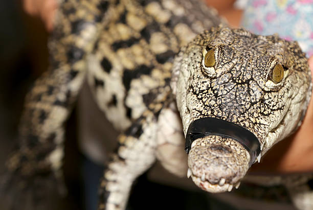 istock photo of a crocodile 485895004
